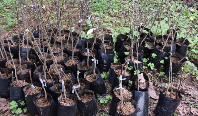 Biyoloji öğretmeni, yöresel meyve türlerini çoğaltmak için 700 meyve fidanı aşıladı