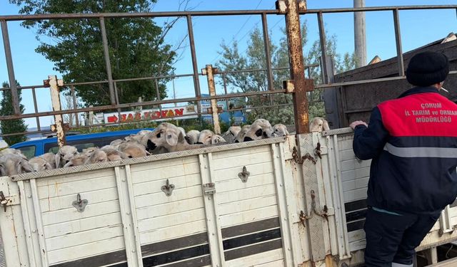 Çorum'da Kurban Bayramı öncesi hayvan sevkiyatı denetimi sürüyor