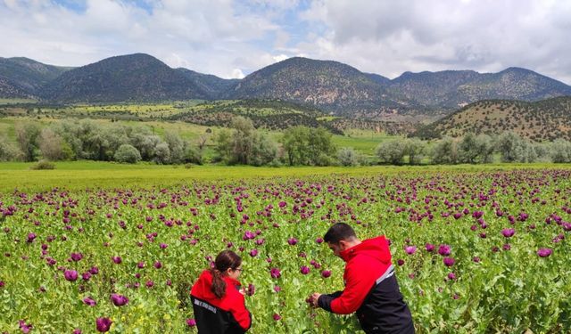 Göynücek'te tarımsal kontroller yapıldı