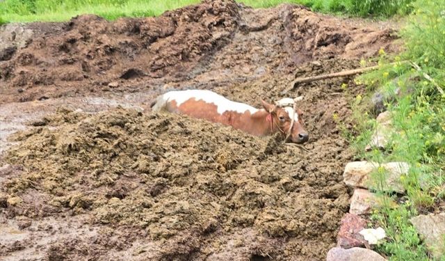 Gümüşhane'de gübre çukuruna düşen ineği itfaiye kurtardı