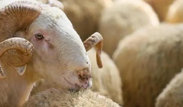KURBAN DERİSİNDE TÜRKİYE BİRİNCİLİĞİ EREĞLİ'YE