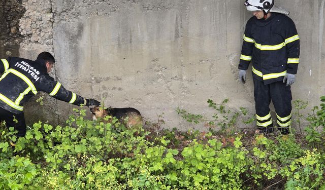 Tokat'ta dere kanalına düşen köpek kurtarıldı