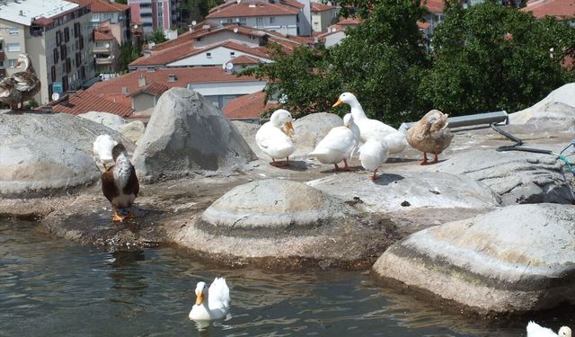 Tokat'ta taşkın nedeniyle Yeşilırmak'ta mahsur kalan kaz ve ördekler kurtarıldı