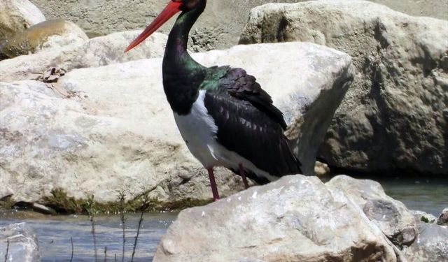 Türkiye'de nadir görülen kara leylek Bartın'da görüntülendi
