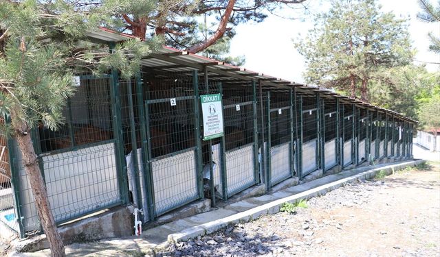 12 BİNDEN FAZLA KÖPEĞE YUVA...
