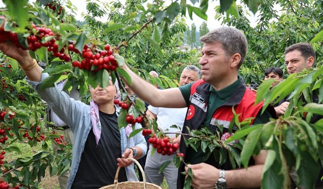 Amasya Valisi Bakan, kiraz hasadına katıldı