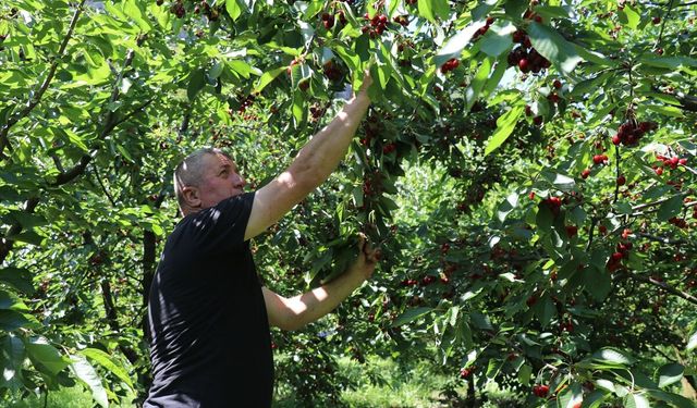 Amasya'da bu yıl 50 bin ton kiraz rekoltesi bekleniyor
