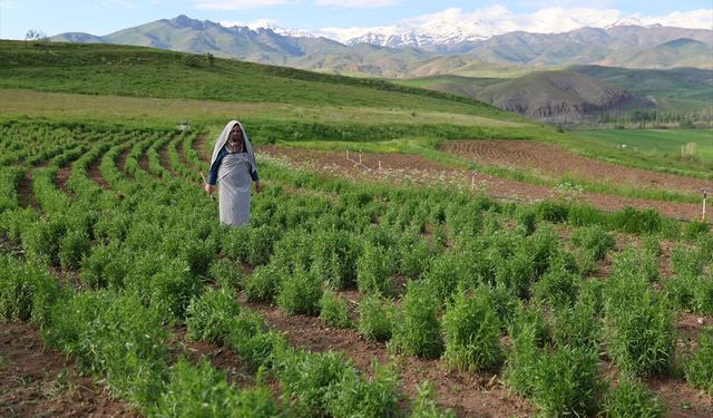 Bayburt'ta kadın üreticinin yetiştirdiği 'tarhun' ihraç ediliyor