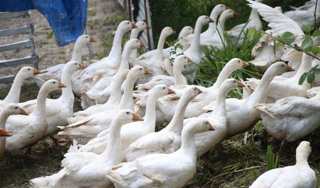 Belediyenin desteğiyle kaz yetiştiriciliğine başlayan çift kendi işlerinin patronu oldu