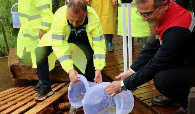 Bolu'da 100 bin yavru Abant alası suyla buluşturuldu