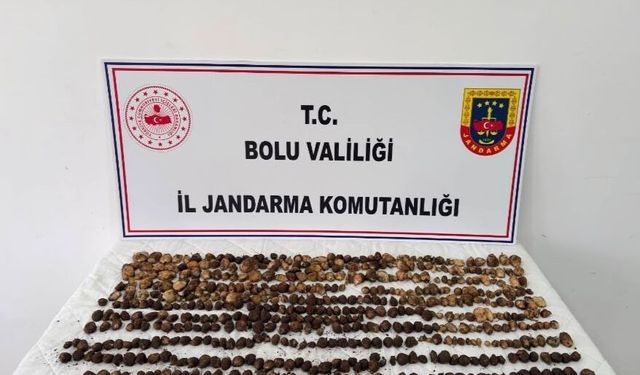Bolu'da yabani salep toplayan 3 kişiye toplam 2 milyon lira ceza
