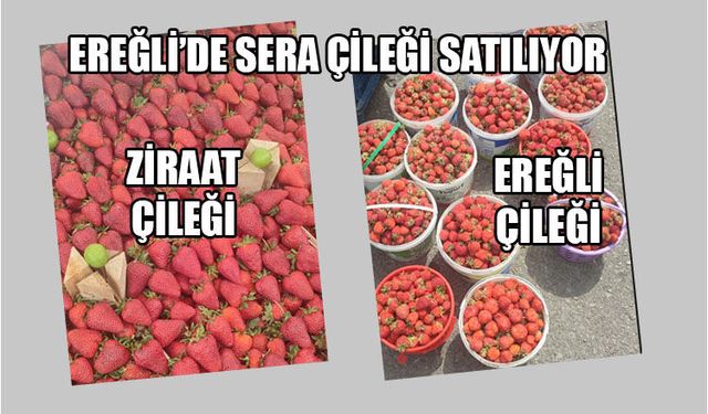 EREĞLİ ÇİLEĞİNİ 250’E BULURSANIZ ALIN