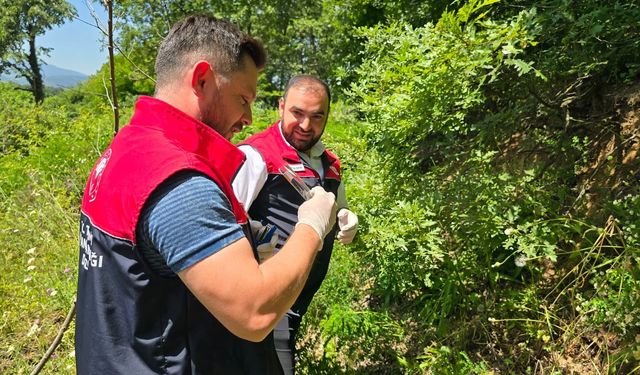 Düzce'de kahverengi kokarcaya karşı samuray arısı salındı