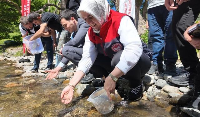 Düzce'de Karadere'ye 7 bin 500 alabalık yavrusu bırakıldı