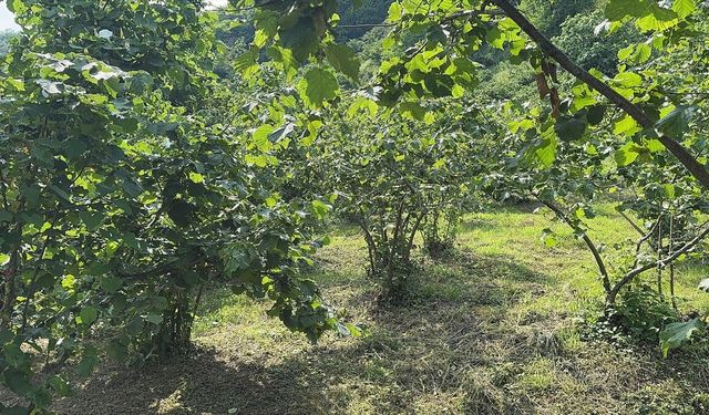 Giresun'da fındıkta verim ve kaliteyi artırmak için araştırma altyapısı oluşturulacak
