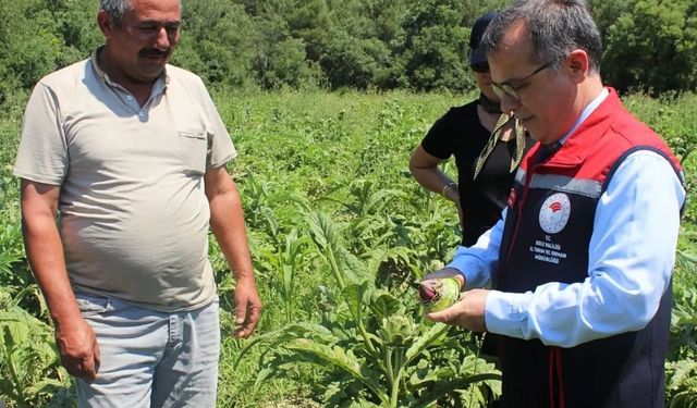 Göynük'te enginar hasadı başladı