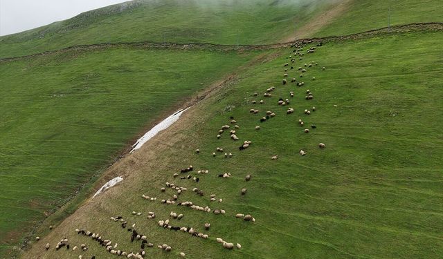 Gümüşhane'nin 2 bin 140 rakımlı Taşköprü Yaylası doğaseverleri ağırlıyor