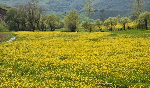 Gümüşhane'nin 'Sarıçiçek' köyü doğaseverleri ağırlıyor