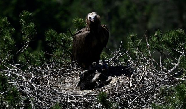 Kara akbaba 'Doruk' yuvasında yavrusuyla görüntülendi