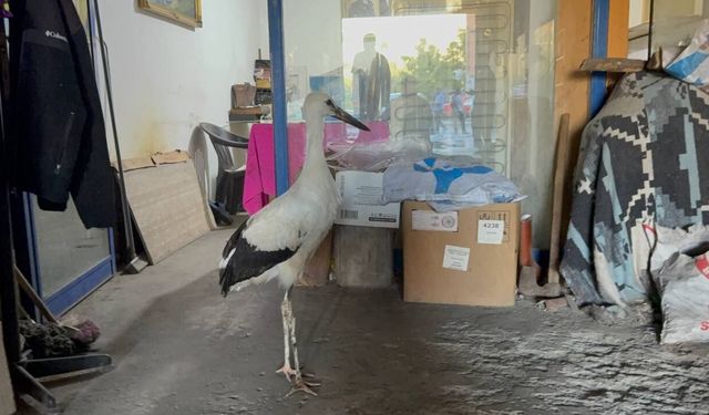 Karabük'te bitkin halde bulunan leylek koruma altına alındı