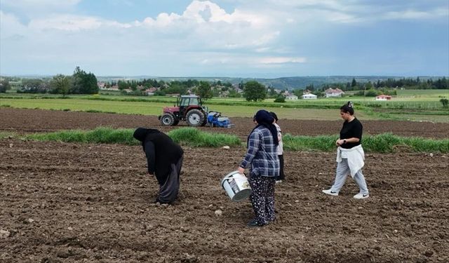 Samsun'da Büyükşehir Belediyesi desteğiyle Ladik fasulyesi üretimi artıyor