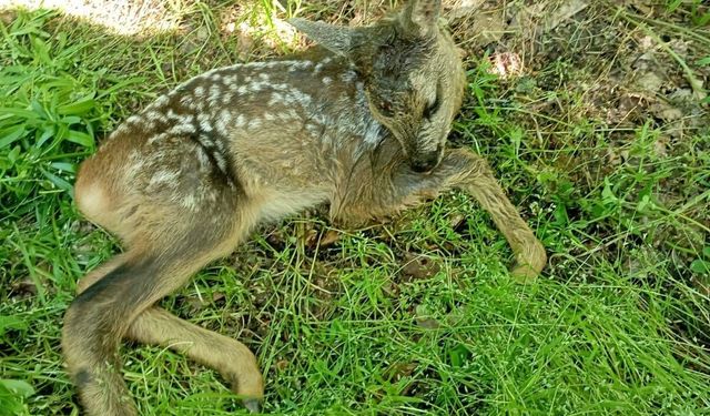 Tokat'ta yaralı karaca koruma altına alındı