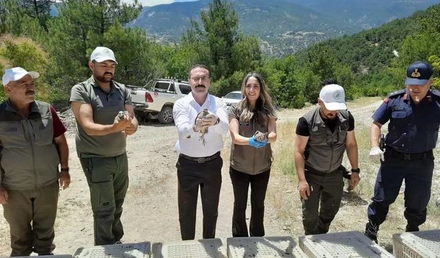 Tokat'ta zararlılarla mücadele için doğaya 200 keklik salındı