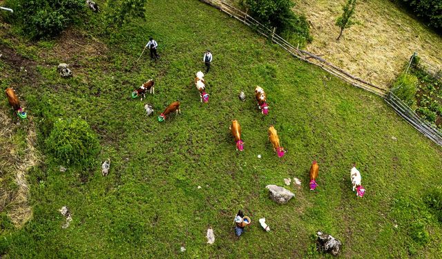Doğu Karadeniz'de yayla göçü renkli görüntülere sahne oldu
