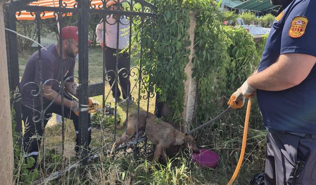 Düzce'de demir parmaklıklara sıkışan köpek itfaiye ekiplerince kurtarıldı