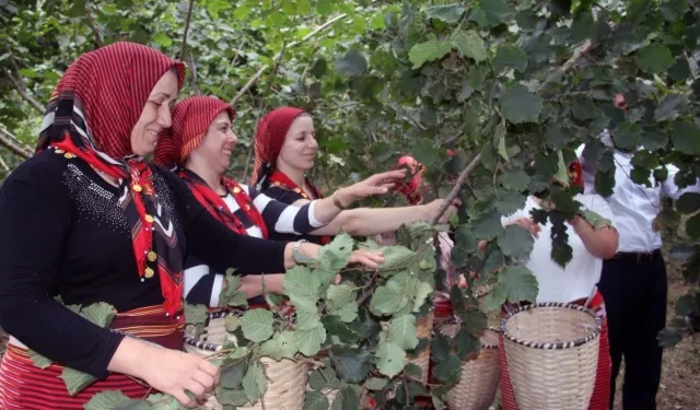 Ordu'da fındık hasadında işçi sorununa çözüm