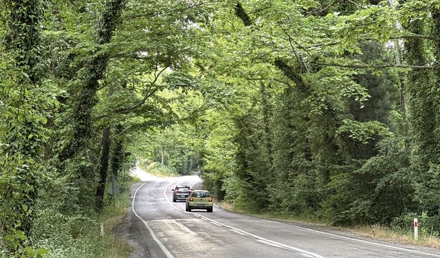 Safranbolu'nun ağaç tünelli yolları doğayla iç içe yolculuk imkanı sunuyor