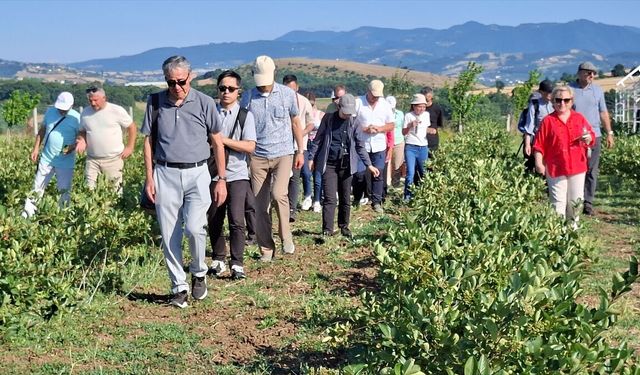 Samsun'da zararlılarla mücadele için doğaya uğur böceği salındı