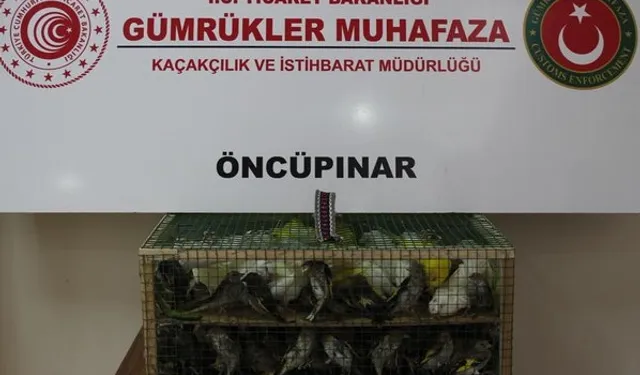 Gümrük Muhafaza'dan kaçakçılığa darbe! 2026'da 58 bin 519 canlı hayvan kurtarıldı