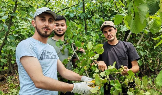 HAYIR İÇİN FINDIK TOPLADILAR