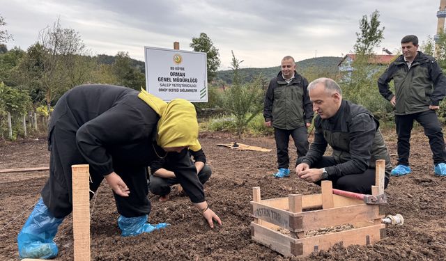 ORKÖY DESTEĞİYLE SALEP ÜRETECEKLER