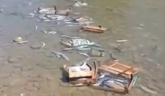 PALAMUTLAR DEREYE DÖKÜLDÜ İDDİASI