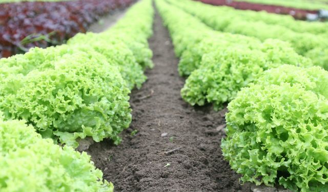İLÇE TARIM AÇIKLADI YÜZDE 75 HİBELİ DAĞITIM