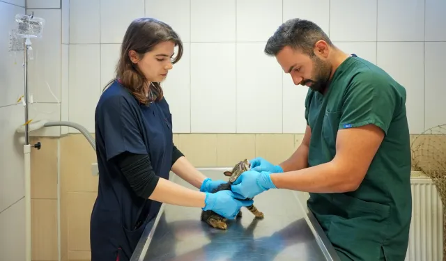 Maltepe'de sahipsiz kedi kısırlaştırmada online randevu