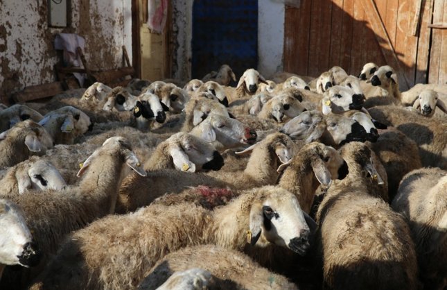 KÜÇÜKBAŞ HAYVAN DESTEĞİ SAĞLANACAK