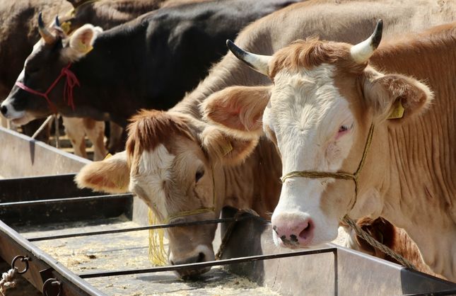 SUBAŞI HAYVAN PAZARI AÇILIYOR