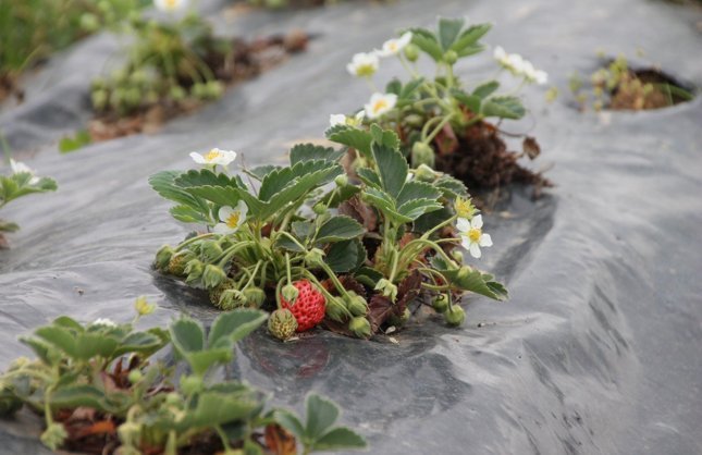 OSMANLI ÇİLEĞİ ANLATILACAK