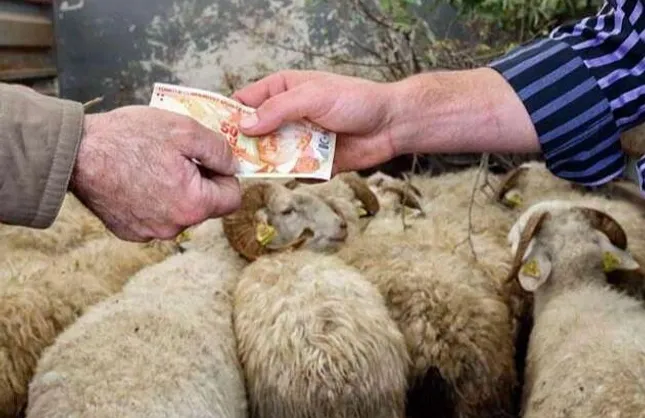 95 DİŞİYE 5 ERKEK