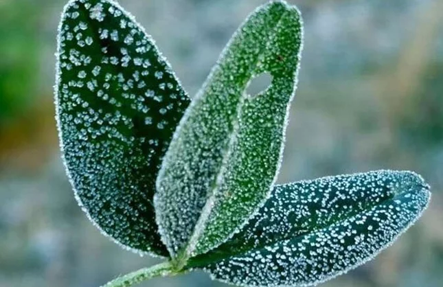 ZONGULDAK İÇİN ZİRAİ DON UYARISI