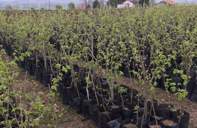 ÇİFTÇİLERE YÜZDE 50 DESTEKLİ…