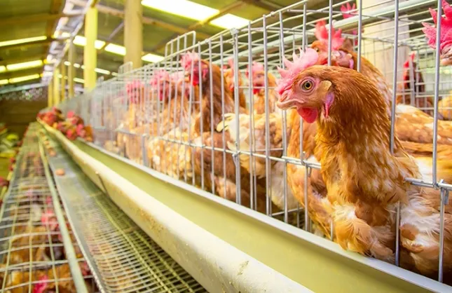 ODADAN CİVCİV VE TAVUK DUYURUSU