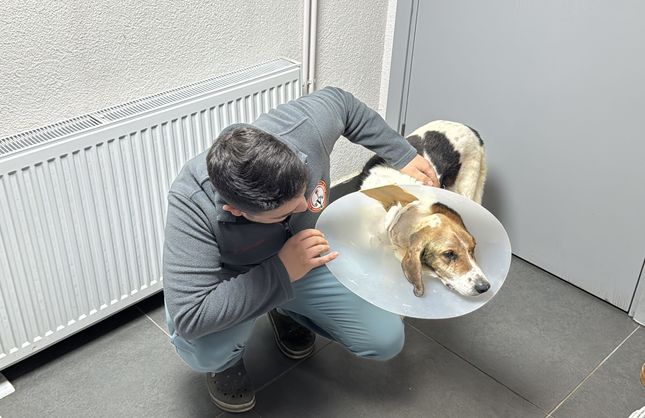 KANSERLİ KÖPEĞE KEMOTERAPİ