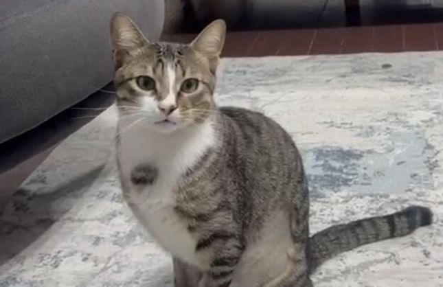 PLASTİK TUTUCUYU YUTTU ENDOSKOPİ OLDU