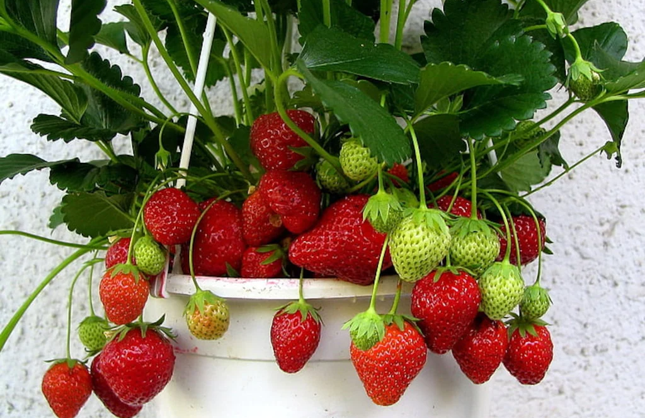 FİDE SATIŞLARI BAŞLADI, ÇİLEK FİDESİ DE RAFTA