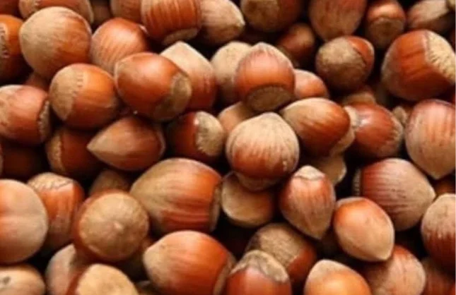 FINDIK ÜRETİCİSİ ZOR DURUMDA