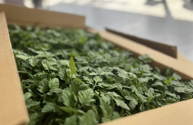 YÜZDE 75 HİBELİ 53 BİN 400 FİDE DAĞITILDI